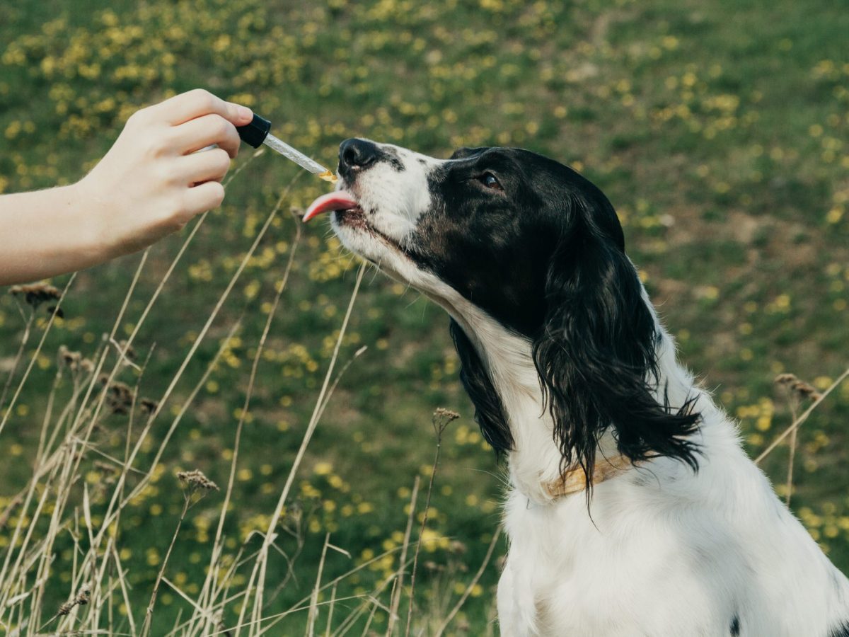 Reasons for The Popularity of CBD Products for&nbsp;Dogs